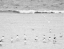 Picture of THE COASTLINE FLOCK