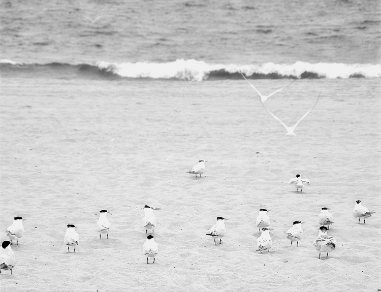 Picture of THE COASTLINE FLOCK