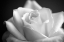 Picture of BLOOMING WHITE ROSE