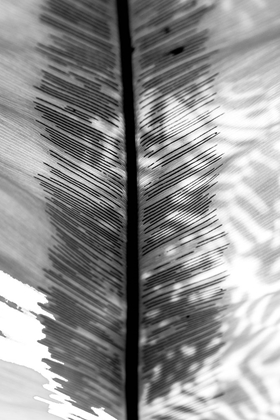 Picture of BW LEAF