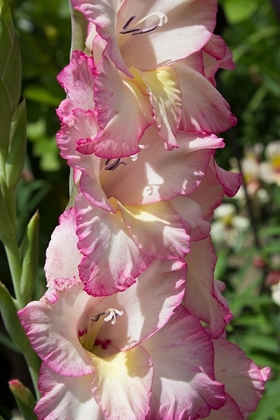 Picture of PINK BLOOMS