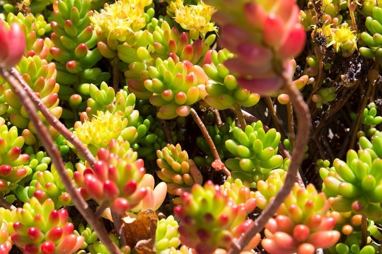 Picture of DOWN UNDER FLOWERS