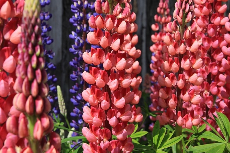 Picture of JOYFUL FLOWERS