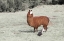 Picture of LLAMA MAMA