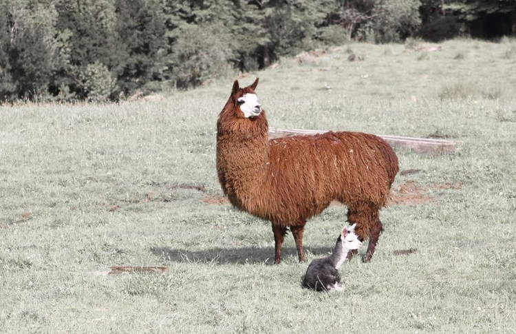 Picture of LLAMA MAMA