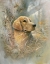 Picture of GOLDEN BEAUTY