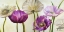 Picture of POPPIES IN SPRING II