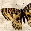 Picture of GOLDEN DREAMS I