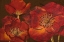Picture of DAZZLING POPPIES