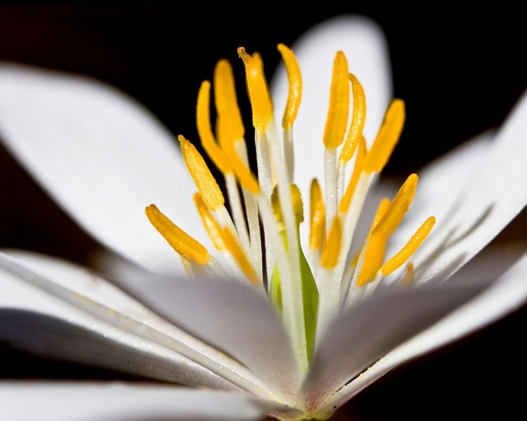 Picture of WHITE PUCCOON I