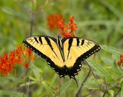 Picture of BLACK YELLOW BUTTERFLY I