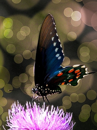 Picture of BUTTERFLY BOKEH I