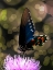 Picture of BUTTERFLY BOKEH I