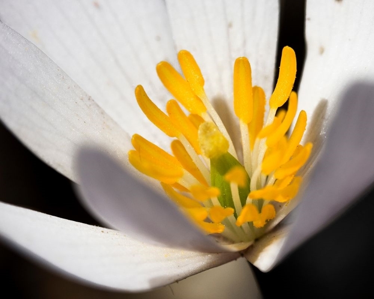 Picture of WHITE PUCCOON II