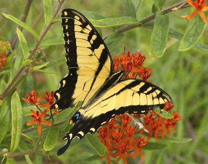 Picture of BLACK YELLOW BUTTERFLY II