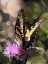 Picture of BUTTERFLY BOKEH II