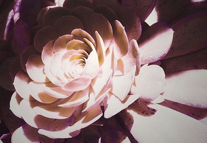 Picture of BEAUTIFUL BLUSHING SUCCULENT