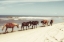 Picture of HORSES ON THE BEACH