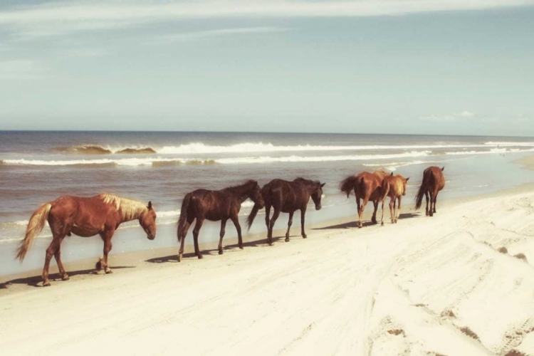 Picture of HORSES ON THE BEACH