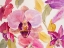 Picture of RADIANT ORCHID II