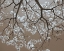 Picture of WHITE BLOSSOMS