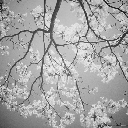 Picture of BLOSSOMS ON GRAY I
