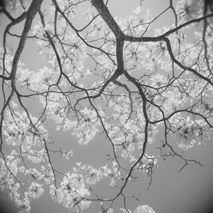 Picture of BLOSSOMS ON GRAY II