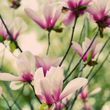 Picture of FRAGILE PINK DAISIES