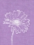 Picture of PURPLE DAISIES I