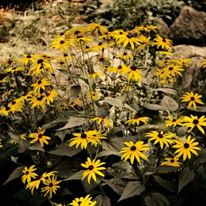 Picture of YELLOW DAISIES