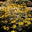 Picture of YELLOW DAISIES