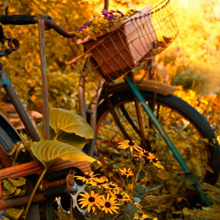 Picture of GARDEN BIKE