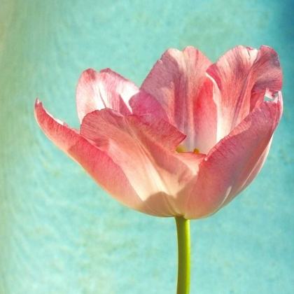 Picture of PINK TULIP