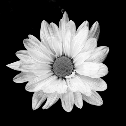 Picture of WHITE DAISY