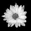 Picture of WHITE DAISY