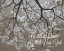 Picture of BE STILL