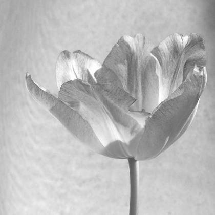 Picture of B-W TULIP