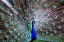 Picture of WILD BEAUTY II