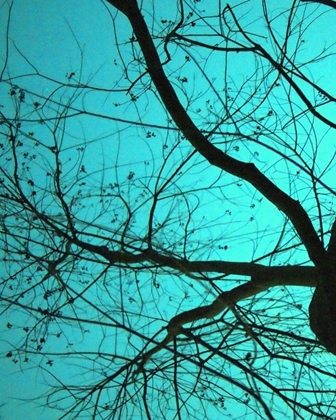 Picture of BRANCHES ON TEAL I
