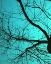 Picture of BRANCHES ON TEAL I