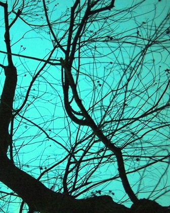 Picture of BRANCHES ON TEAL II