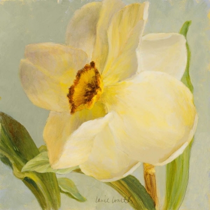 Picture of DAFFODIL SKY II