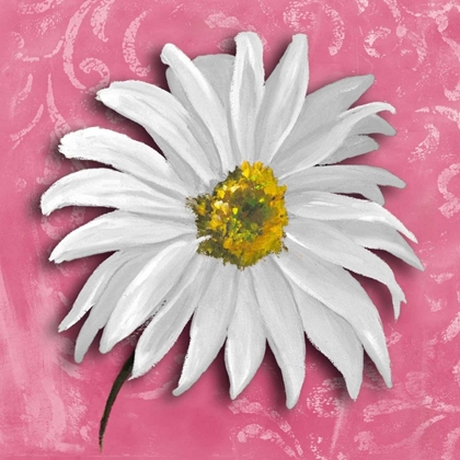Picture of BLOOMING DAISY III
