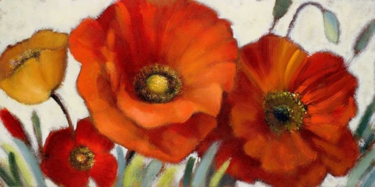 Picture of POPPY SPLENDOR I