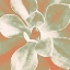 Picture of TROPICAL SUCCULENT
