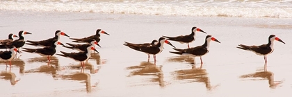 Picture of BLACK SKIMMERS I