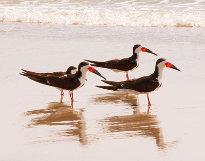 Picture of BLACK SKIMMERS I (CLOSE UP)