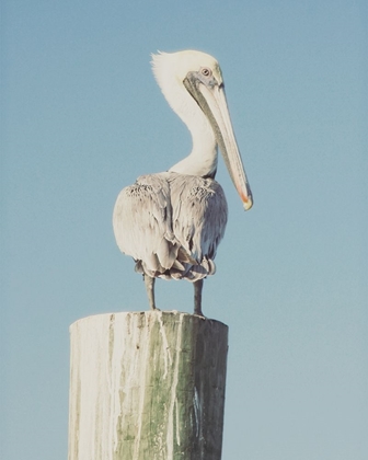 Picture of PELICAN POST MUTED I