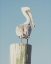 Picture of PELICAN POST MUTED I