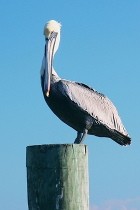 Picture of PELICAN PERCHED II